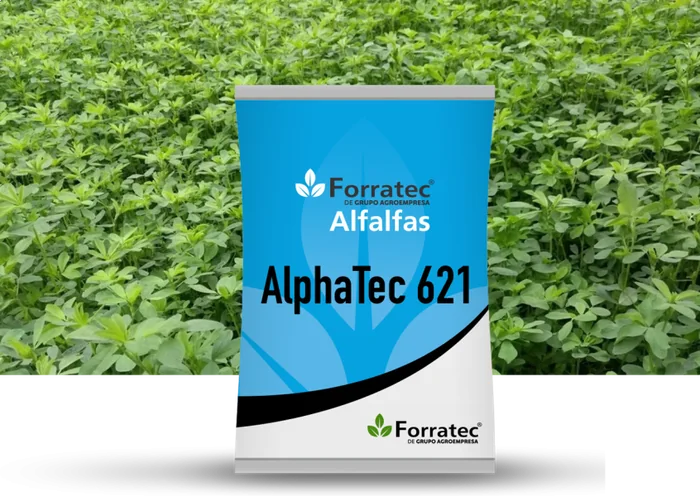 Alfalfa 621