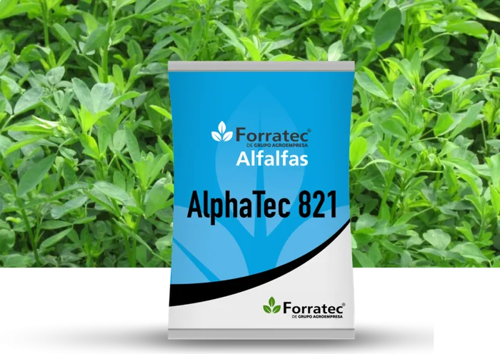 Alfalfa 821