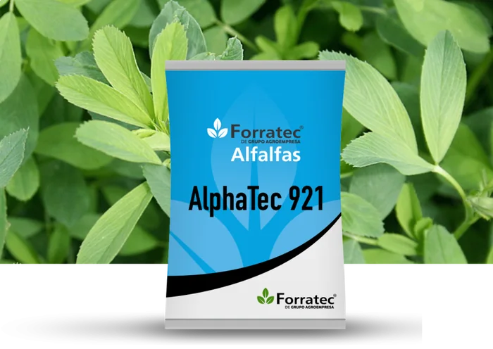 Alfalfa 921