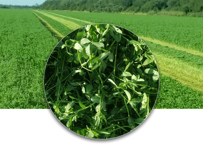 Alfalfa Super Aurora
