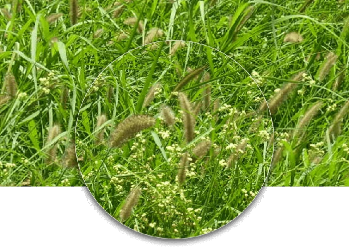 Buffel Grass Biloela