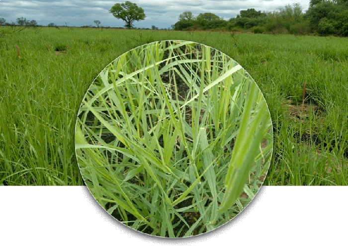 Buffel Grass Molopo