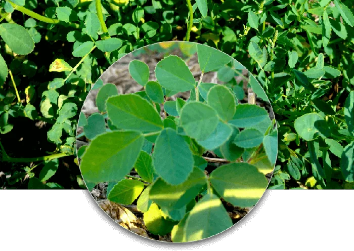 Melilotus Alba