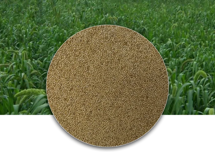 Moha (Setaria itálica)
