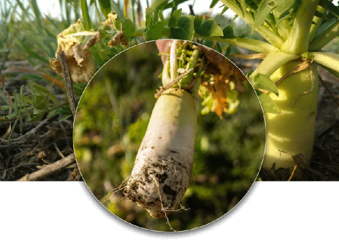 Nabo Daikon CCS779