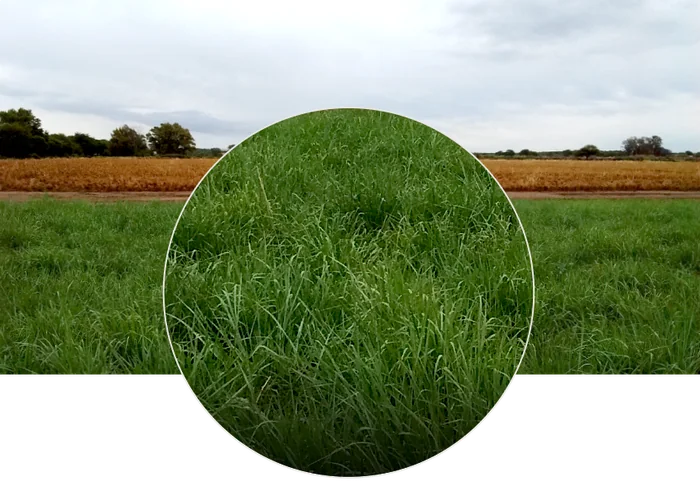 Panicum Coloratum CV. Kapivera Inta