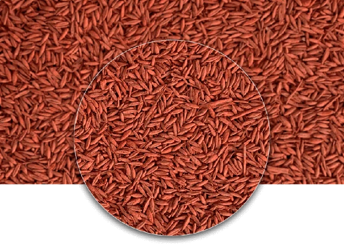 Panicum coloratum Klein