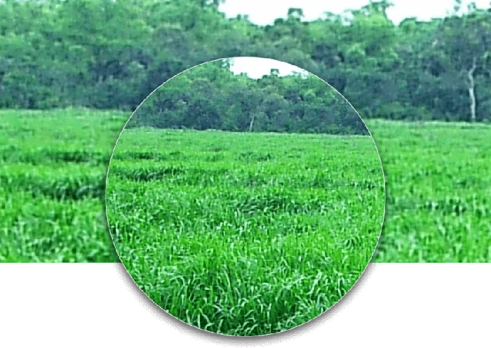 Panicum Maximum Gatton Panic