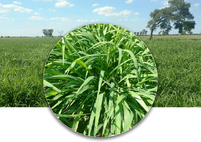 Panicum Maximum Miyagi