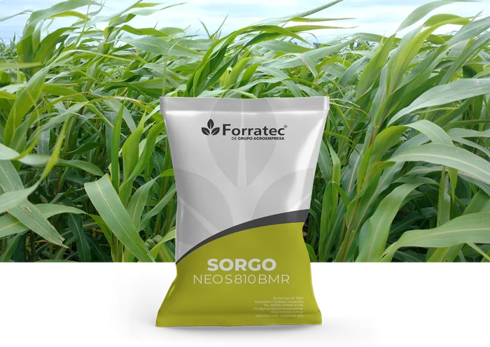 Sorgo Forrajero NEO S 810