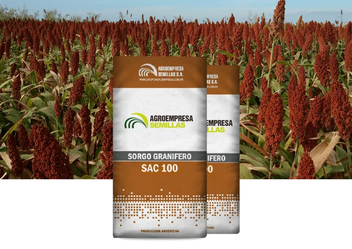 Sorgo Granifero SAC 100