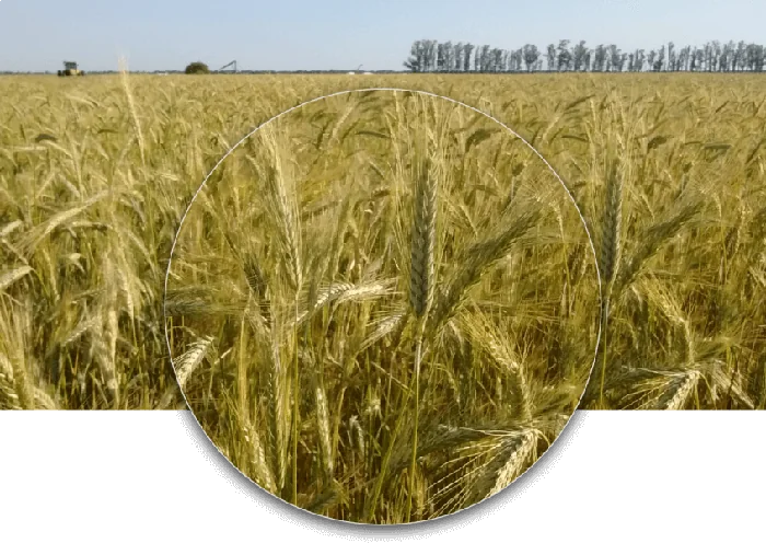 Triticale