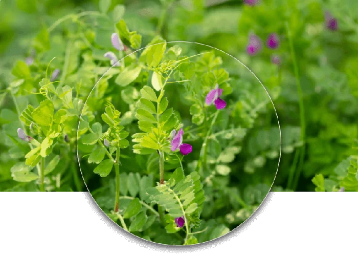 Vicia Sativa