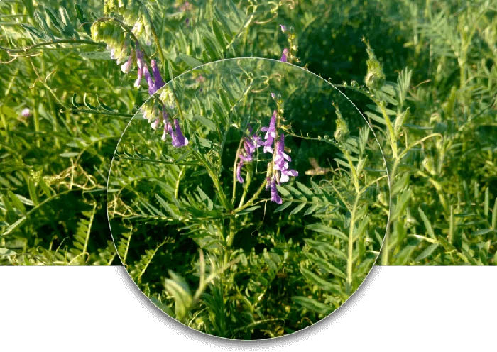 Vicia Villosa