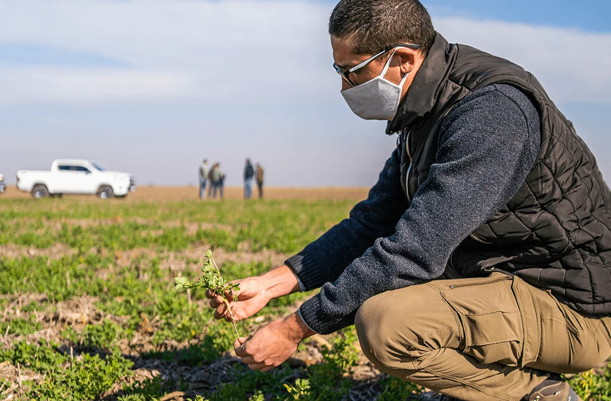 Ingeniero agrónomo observando el desarrollo de un cultivo